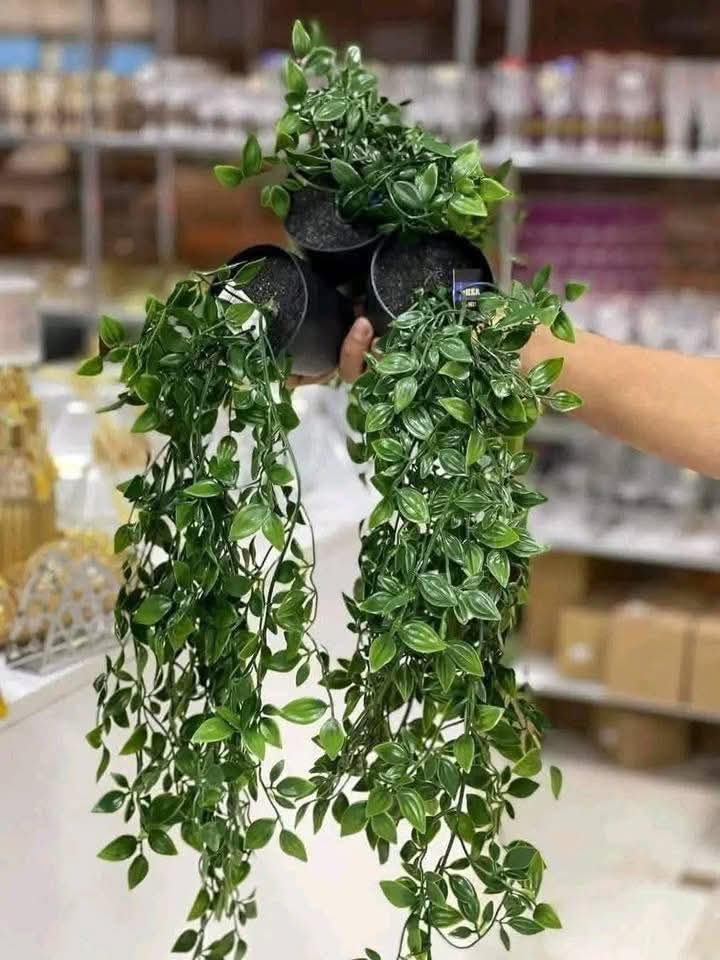 نبتة الآيكة